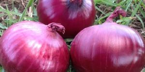 Natural Onion
