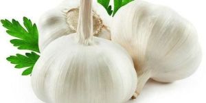 Organic Garlic