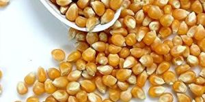 Natural Maize Seeds