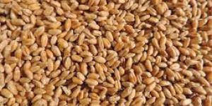 Natural Wheat Seeds