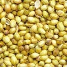 Organic Coriander Seeds