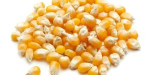 Organic Maize Seeds