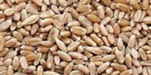 Organic Wheat Seeds