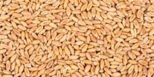 Raw Wheat Seeds
