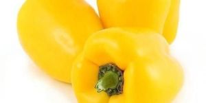 Fresh Yellow Capsicum