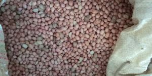 Groundnut Seed