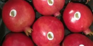 Pomegranate