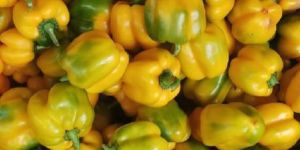 Yellow Capsicum