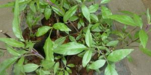 Nochi Ilai / Chinese Chastetree Dried Leaves (Raw),Vitex Negundo,Ewri / Nirgundi / Nisinda , Indrani