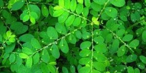 Phyllanthus Maderaspatensis Leaves