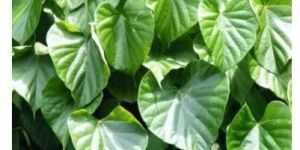 Tinospora Cordifolia Leaves