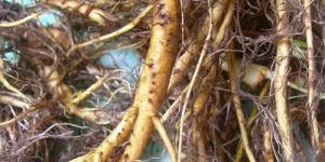 Yellow Dock Root