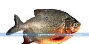 Fresh Water Pomfret Fish