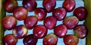 Royal Delicious Apple