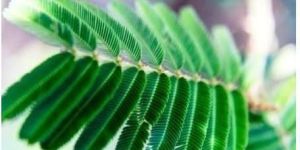 Mimosa Pudica Leaves