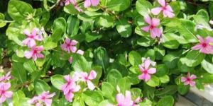 Vinca Rosea