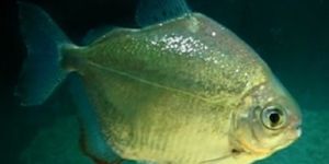 Characin Tropical Fish