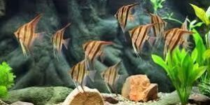 Aquariums Tropical Fish
