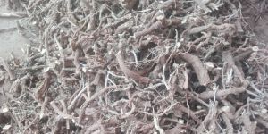 Punarnava Herb Plant