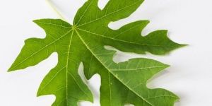 Papaya Leaf Extract