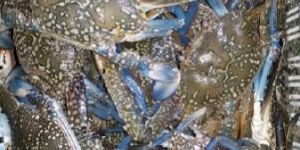 Blue Swimming Crabs