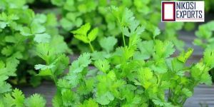Coriander Leaves