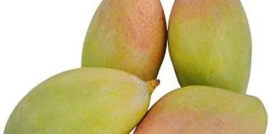 Fresh Totapuri Mango