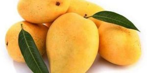 Fresh Valsadi Mango