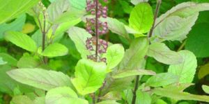 Tulsi Plant