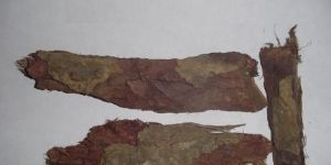 Saraca Indica Extract