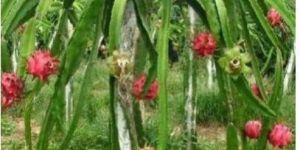 Dragon Fruit Plant