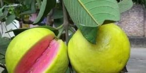 Perennial Natural Tai Pink Plant