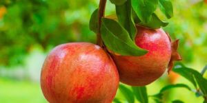 Fresh Pomegranate