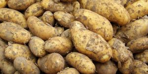 Fresh Potato