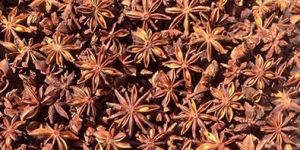Superior Star Anise
