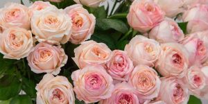 Fresh Cut Rose Flower