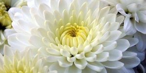 Fresh Purnima Chamanthi Flower