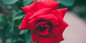 Fresh Red Rose Flower