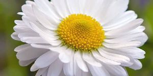 Fresh White Chamanthi Flower