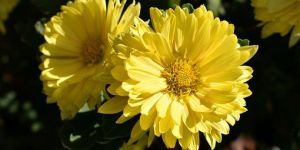 Fresh Yellow Chamanthi Flower