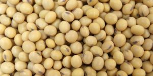 Natural Soybean Seeds