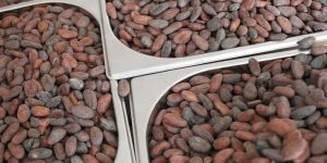 Raw Cocoa Beans