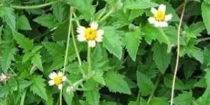 Pardeshi Langali Tridax Procumbens