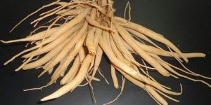 Thaadhu Viruthi Suranam