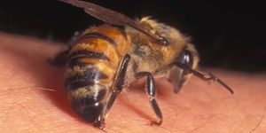 Bee Venom