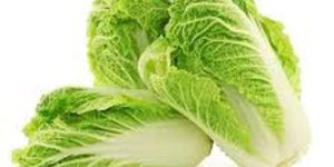 Fresh Chinese Cabbage
