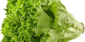 Fresh Green Lettuce