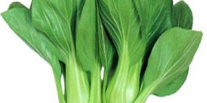 Fresh Pak Choi
