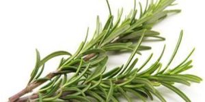Rosemary Leaves