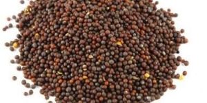 Brown Mustard Seeds